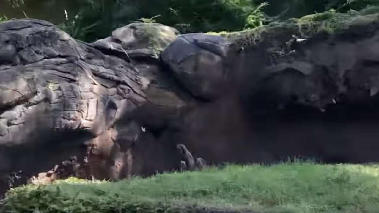 A group of four otters at Disney's Animal Kingdom chase a butterfly back and forth for over a minute in this YouTube video.
