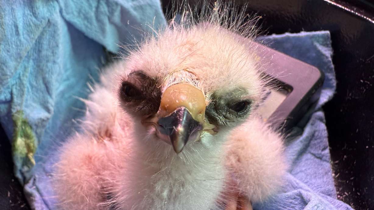 Enoch Wildlife Rescue raised two Swainson's hawks from eggs that Dixie Power workers found in a nest on a power pole transformer in June. The birds are now fully grown and ready to be released into the wild.