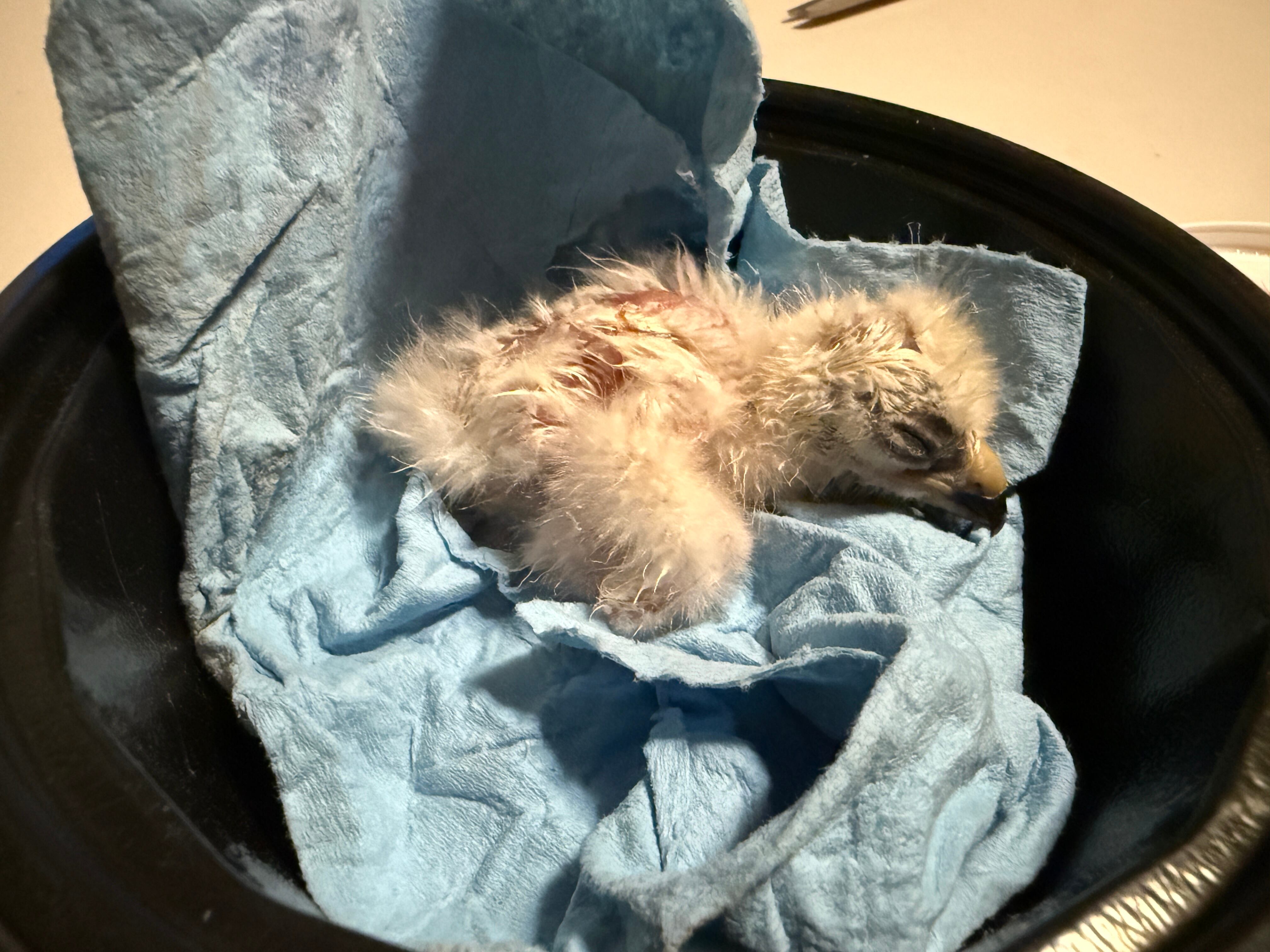 Enoch Wildlife Rescue raised two Swainson's hawks from eggs that Dixie Power workers found in a nest on a power pole transformer in June. The birds are now fully grown and ready to be released into the wild.