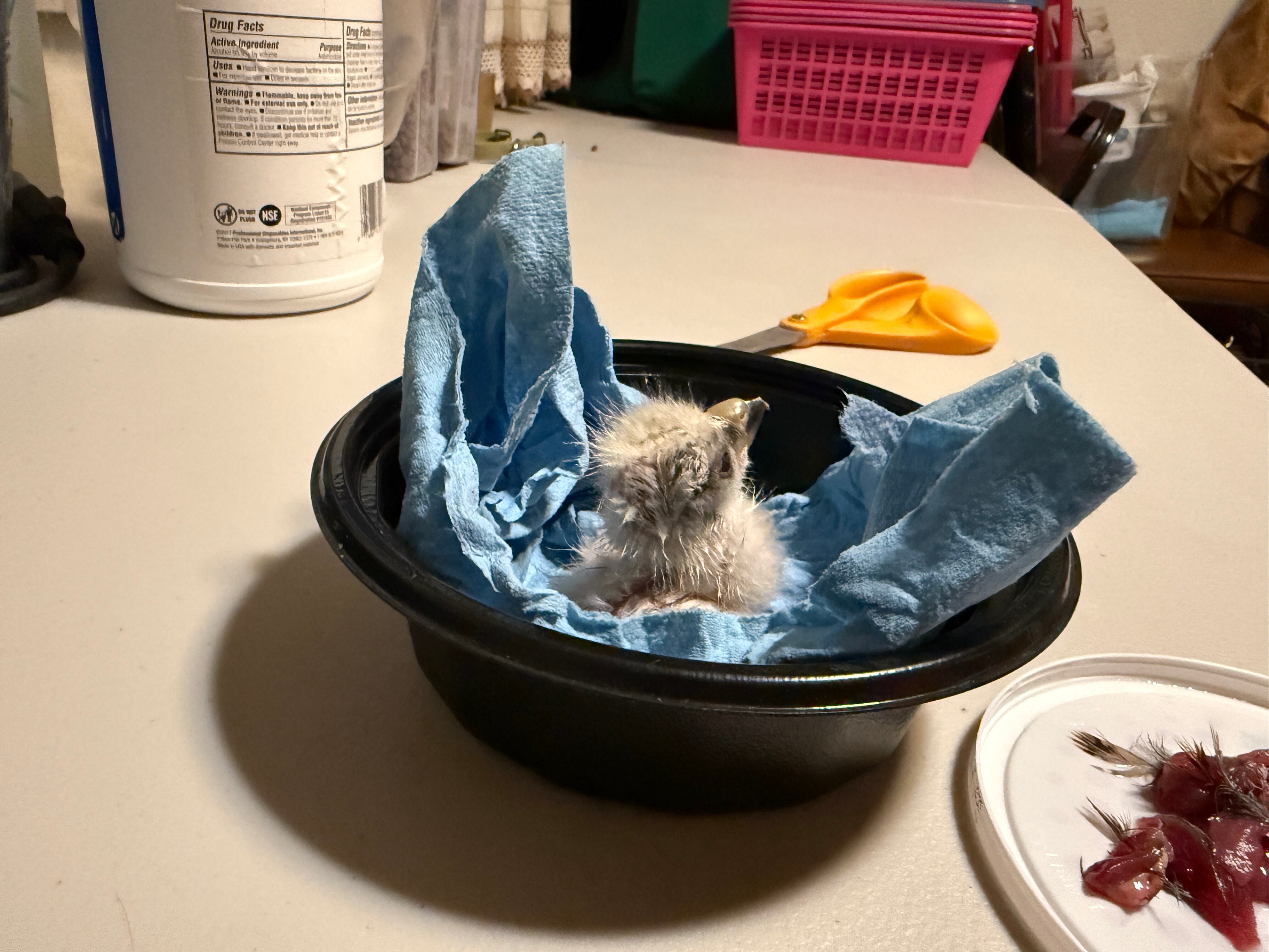 Enoch Wildlife Rescue raised two Swainson's hawks from eggs that Dixie Power workers found in a nest on a power pole transformer in June. The birds are now fully grown and ready to be released into the wild.