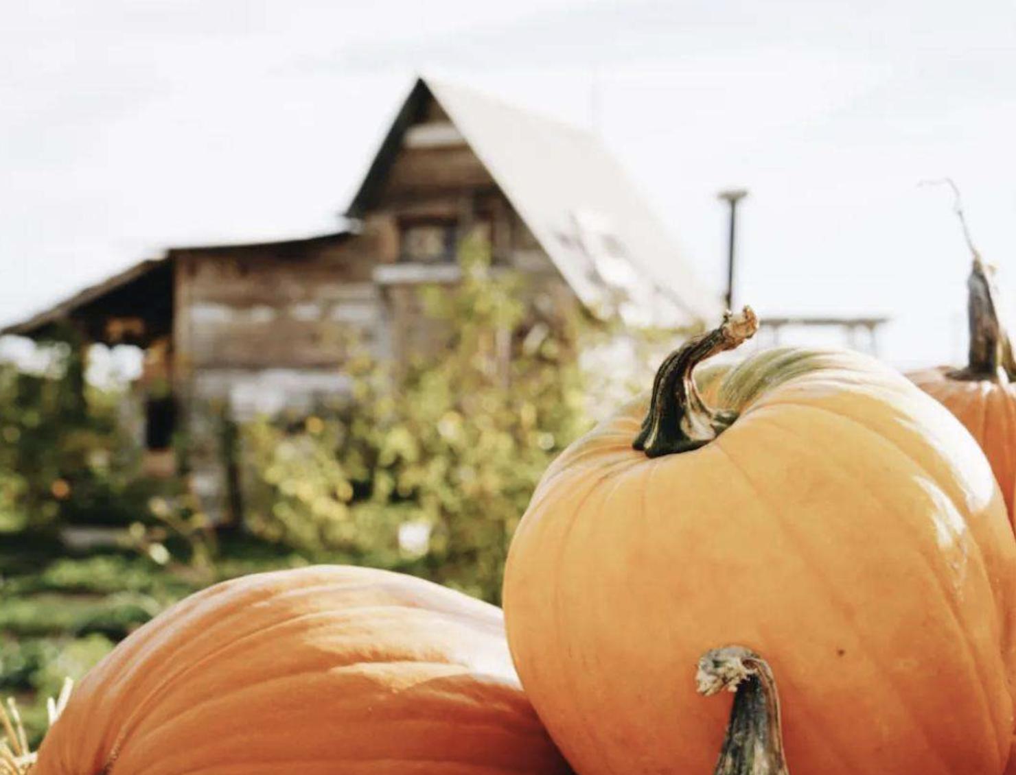 Cozy up to Cedar City: A guide to fall fun and adventure