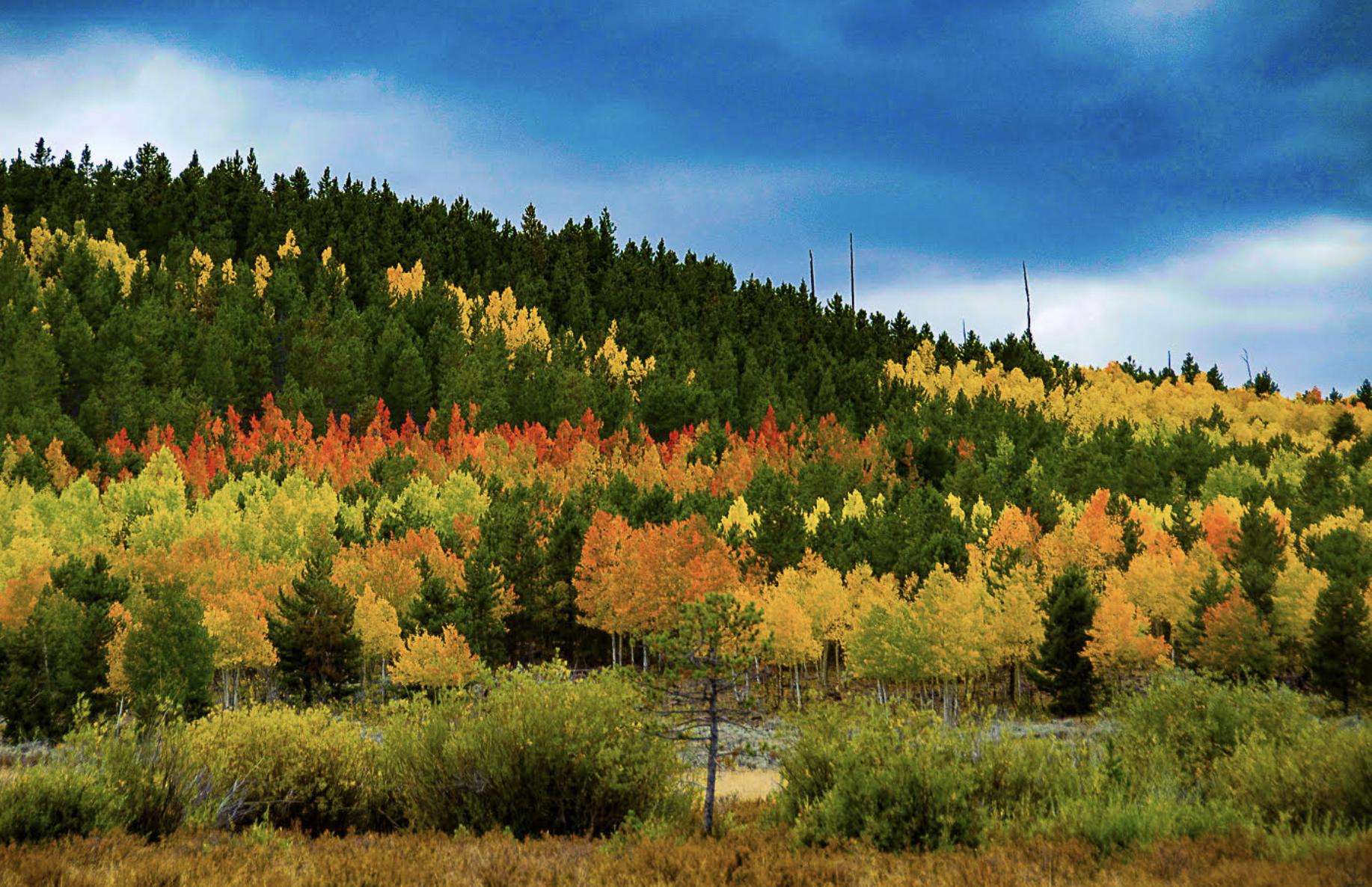 More spectacular fall colors arriving daily in Daggett County and Flaming Gorge