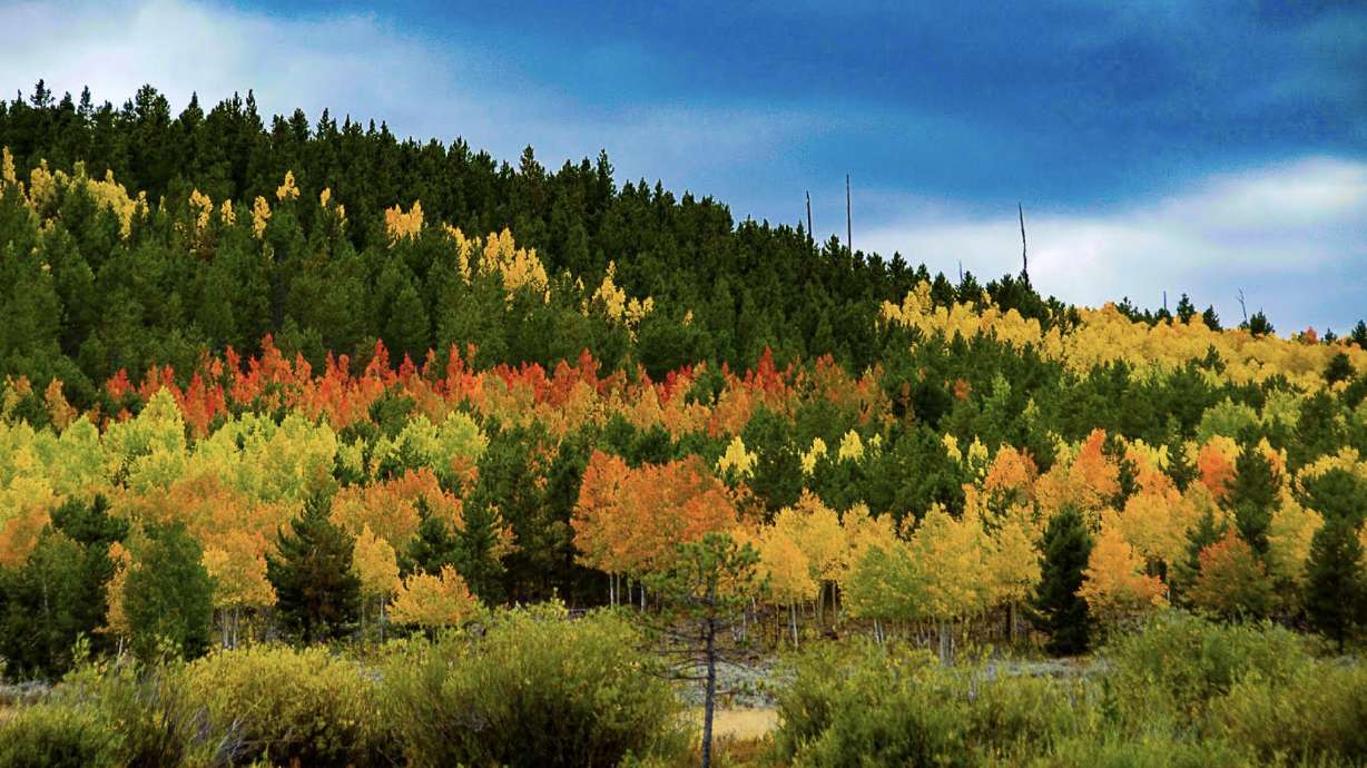 More spectacular fall colors arriving daily in Daggett County and Flaming Gorge