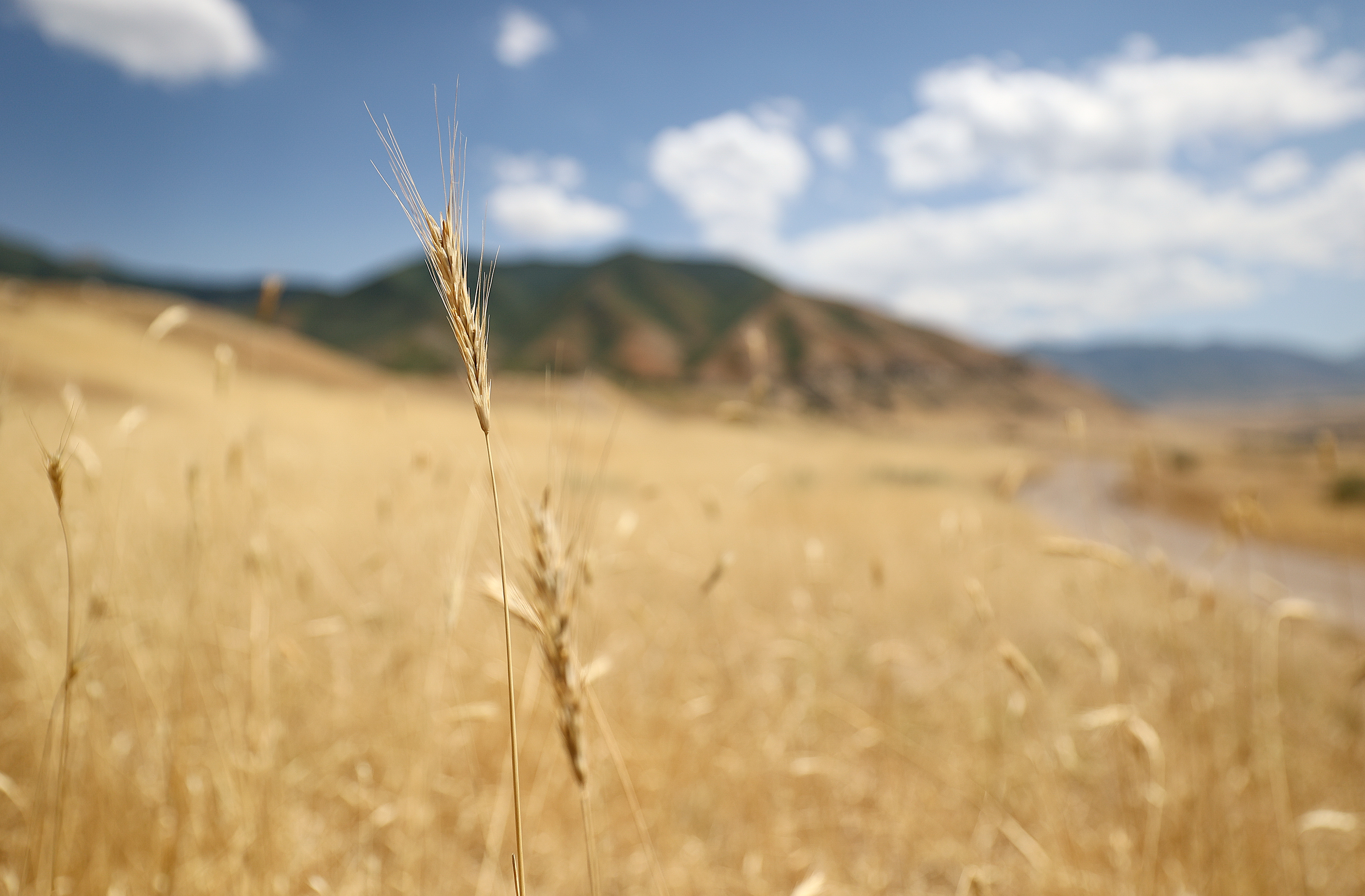 Utah posts sixth-warmest, 18th-driest summer on record. These counties had it worse  