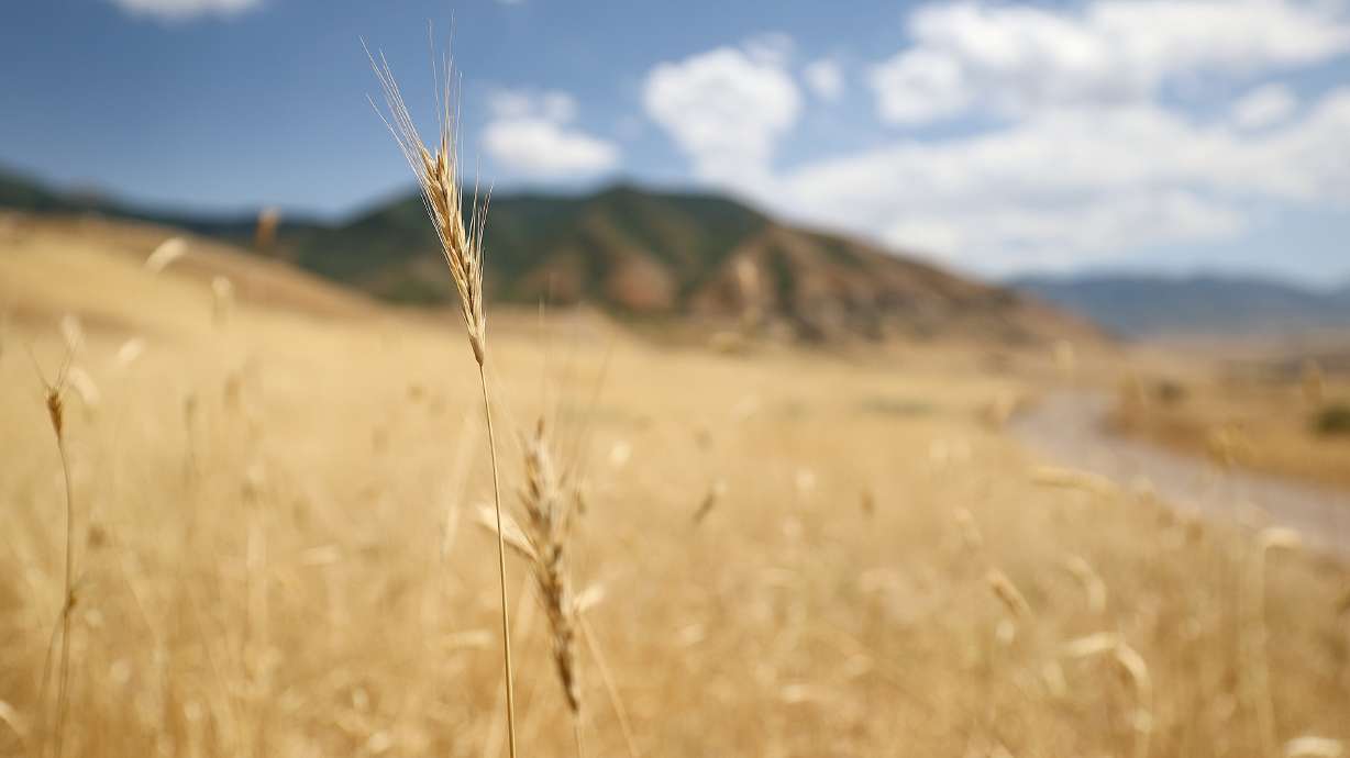 Dry vegetation is pictured in Tooele County on July 7. Utah ended up with its 18th-driest summer since 1895, but conditions improved a bit thanks to August storms, according to federal data released on Tuesday.