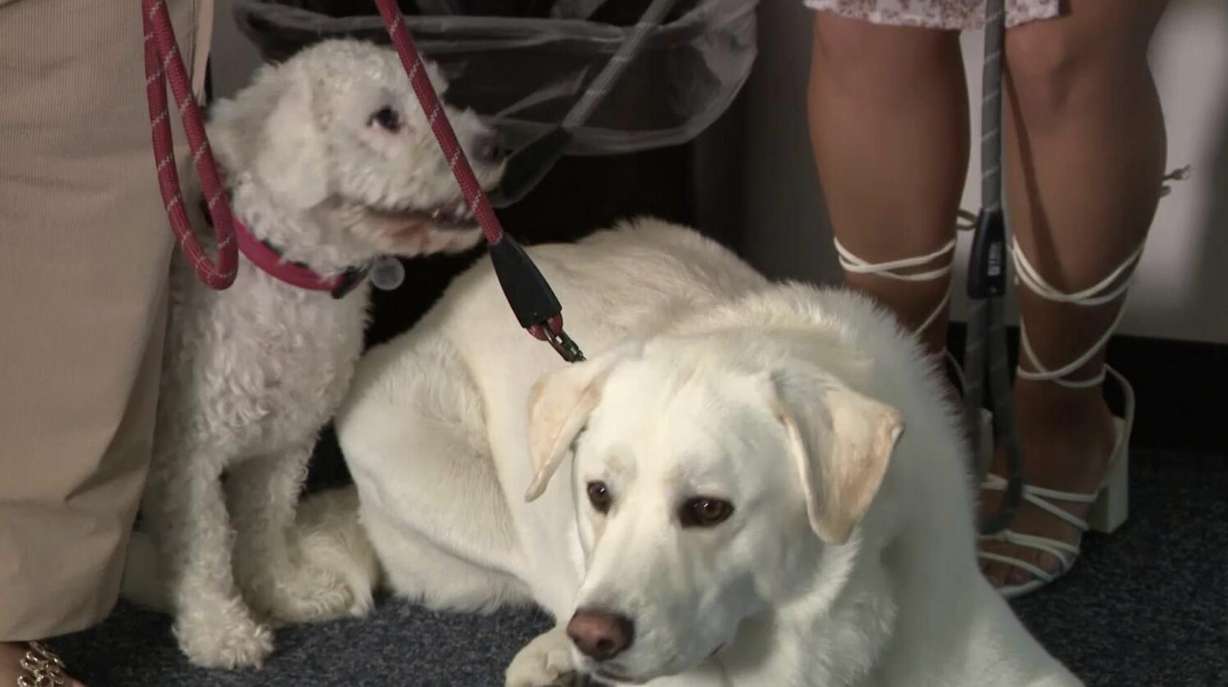Two dogs were saved by the three heroic students. Carter Jacobson, Gabriel Hernandez and Cammerin Inselsberger received some big recognition Tuesday.
