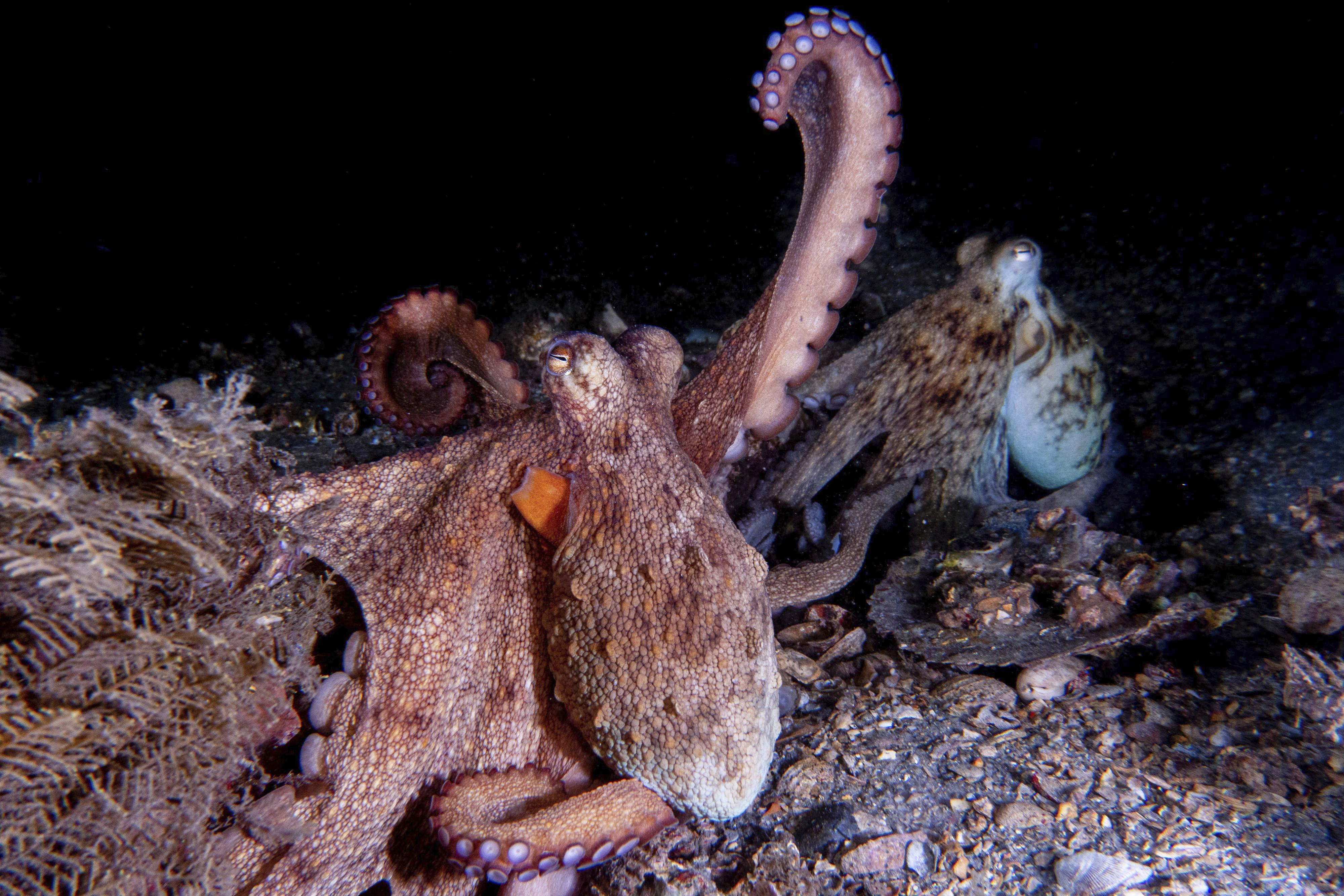 A mating pair of wild Octopus americanus, with one displaying the arm action "raise." Octopi don't have a dominant arm, like humans, but they do perform most tasks with their "front arms," as it were.