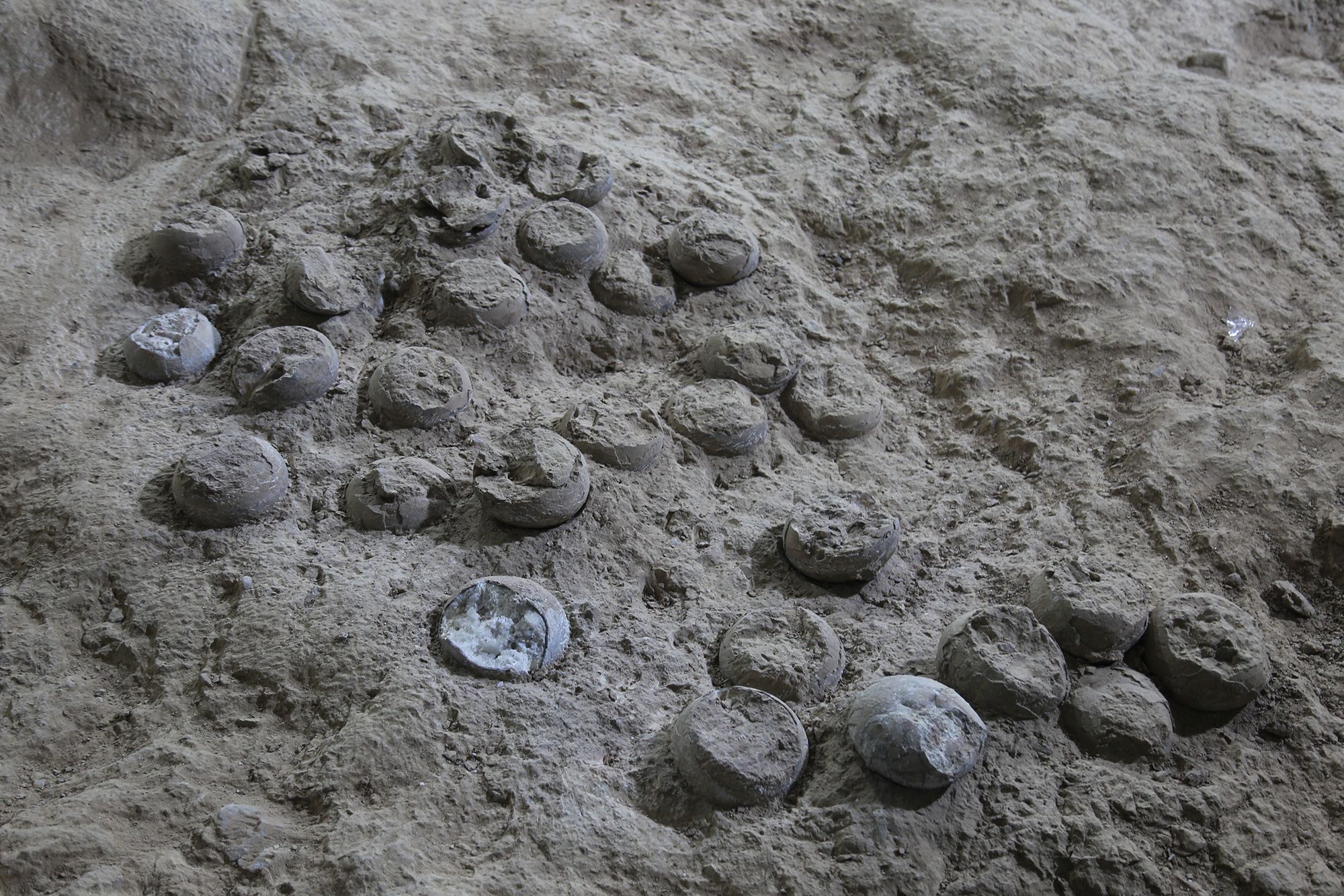 Dinosaur eggs from China could be around 86 million years old, according to ‘atomic clock’ dating