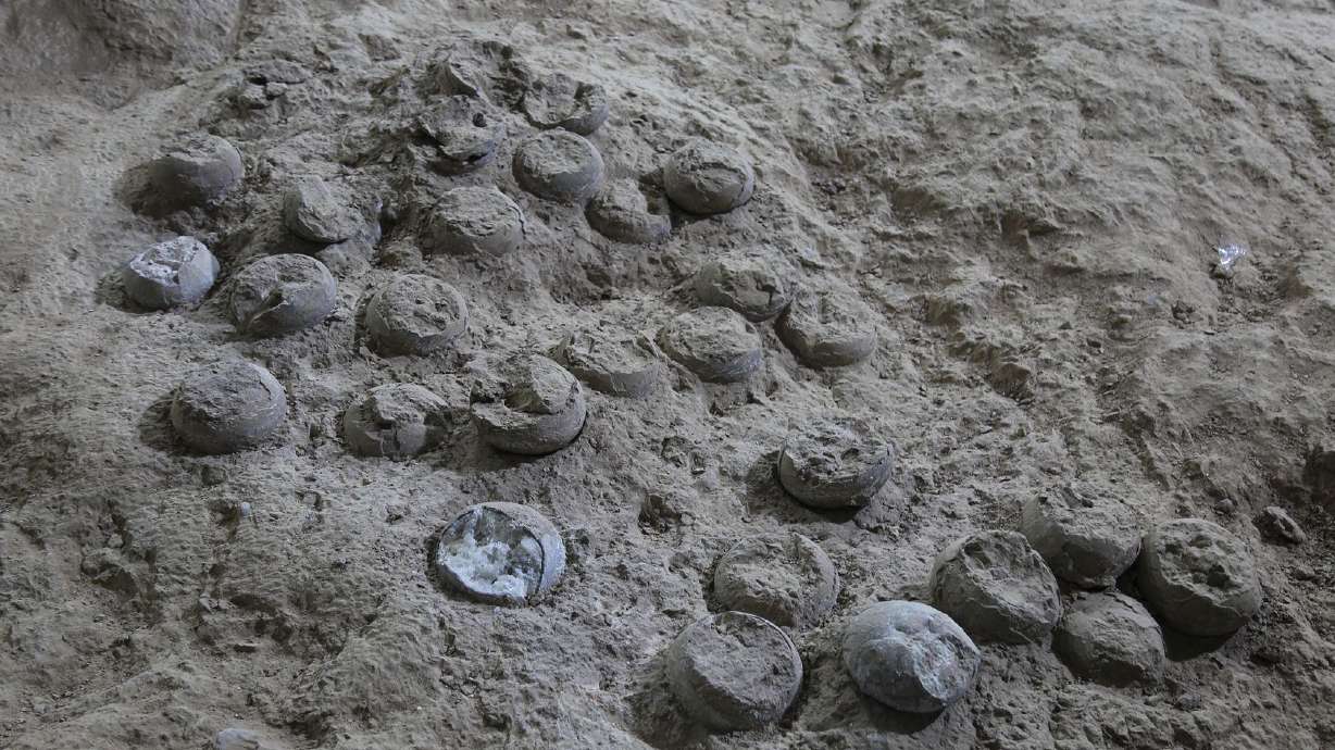 The dinosaur egg clutch contained 28 eggs. Most of the eggs in the Qinglongshan site belong to the species Placoolithus tumiaolingensis.