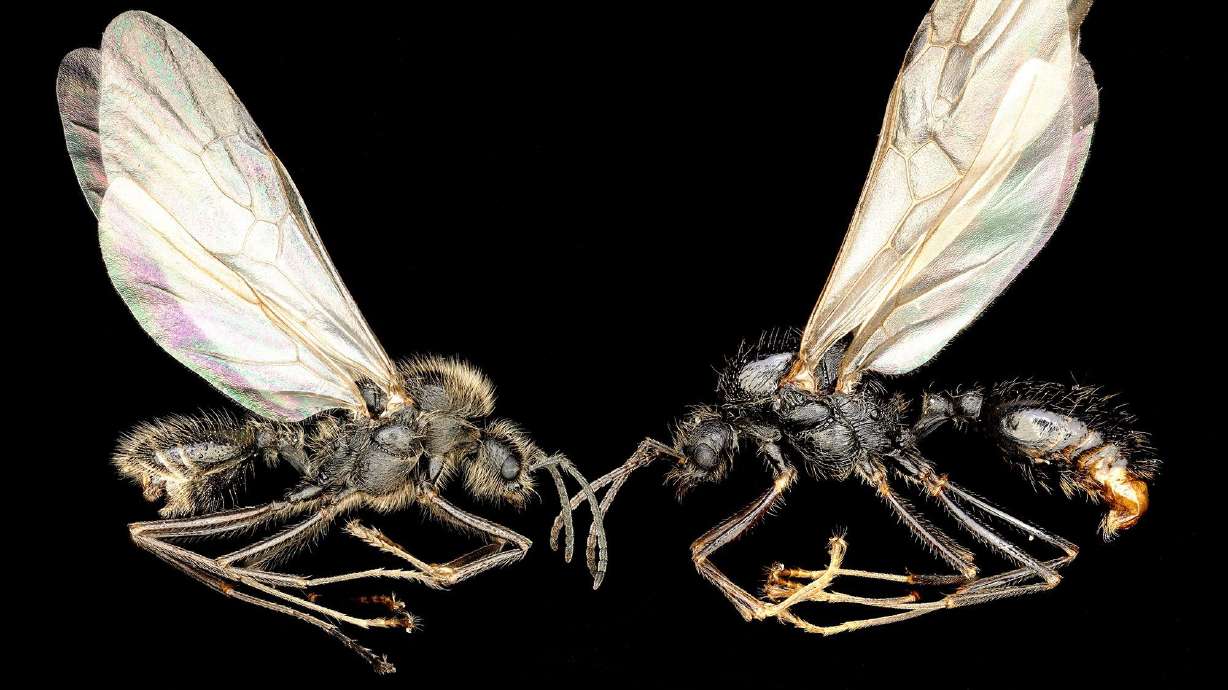 One Iberian harvester ant queen gave birth to two different species: an Iberian harvester male (left) and a Messor structor male.