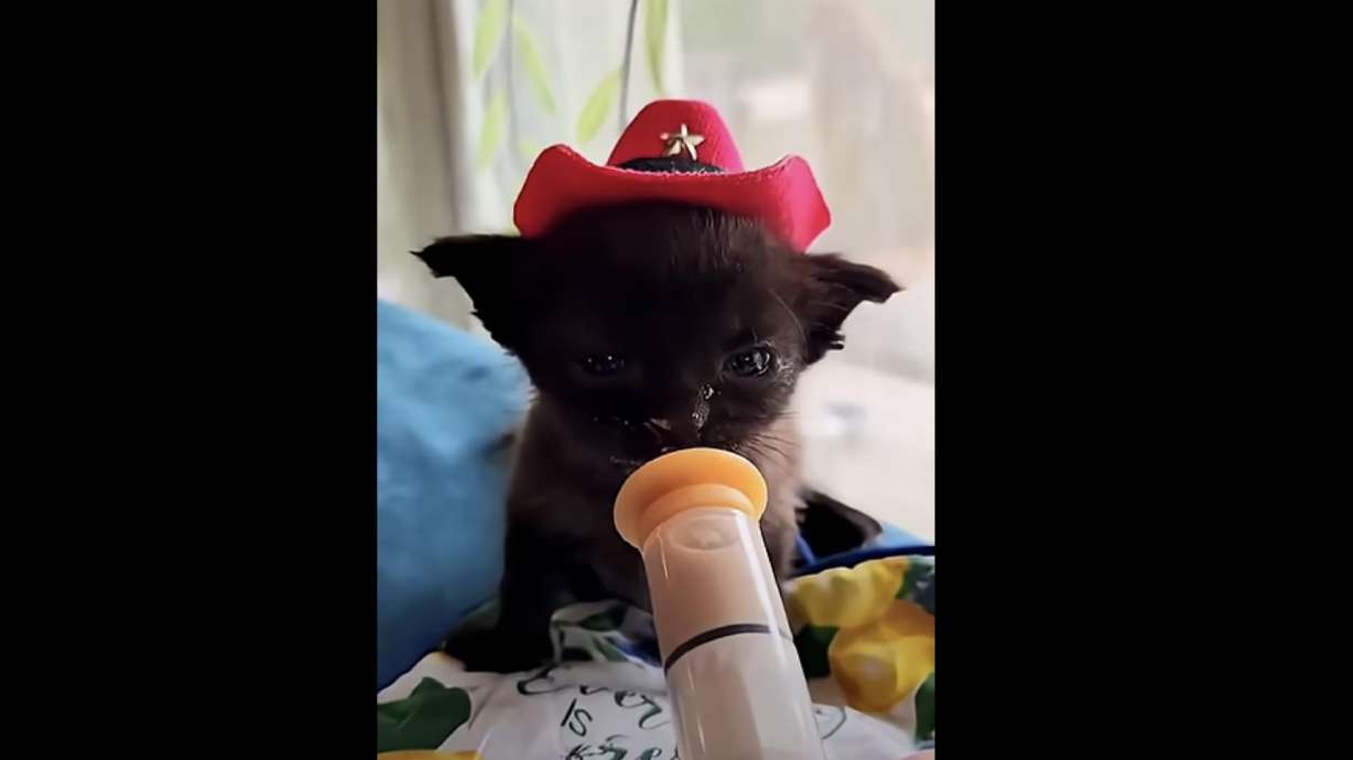 An adorable orphaned kitten wearing a cowboy hat is fed kitten formula by a syringe at Bolduc's Wildlife Rescue in Boiling Spring Lakes, North Carolina.