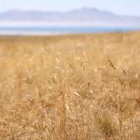 Small Business Administration providing loans for drought-impacted Utah businesses