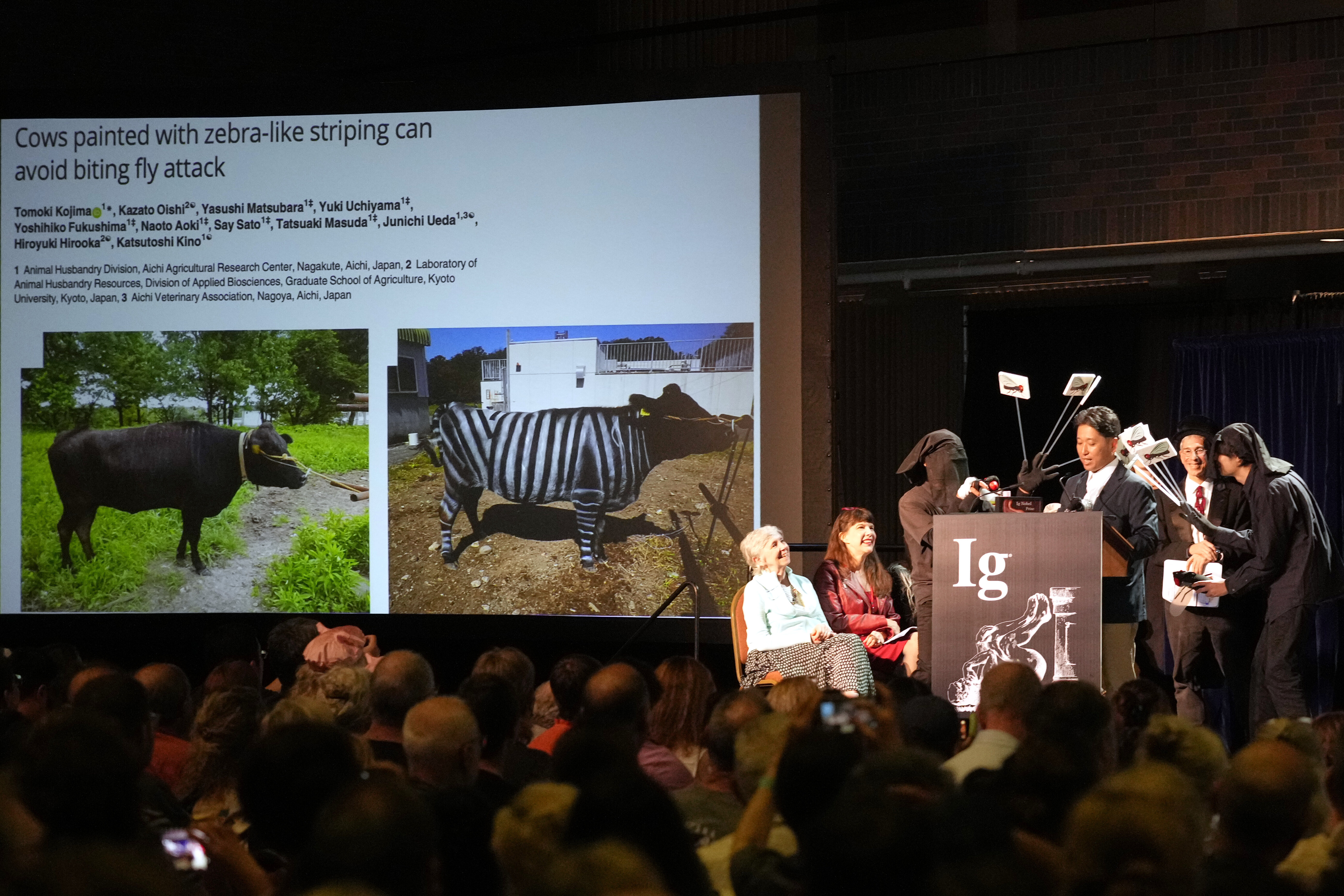 Does painting cows with stripes prevent fly bites? Researchers win Ig Nobel prize