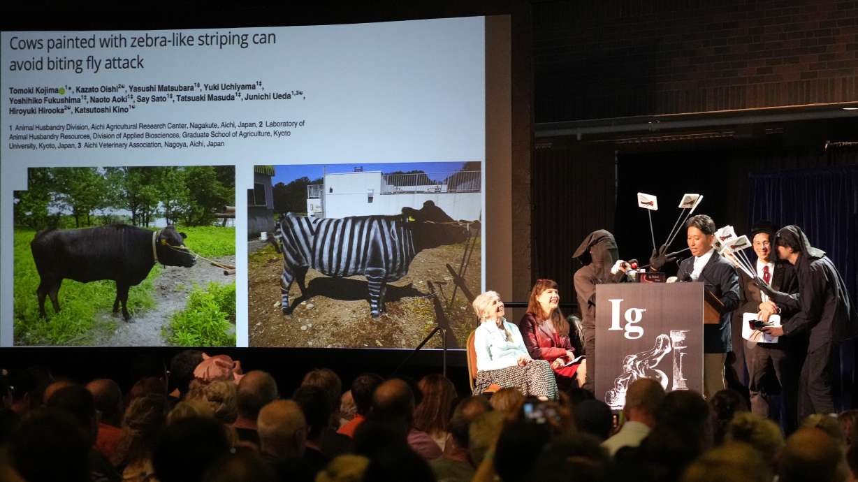 The Ig Nobel Prize for biology is accepted by researchers for their experiments to learn whether cows painted with zebra-like striping can avoid being bitten by flies, Thursday, in Boston.