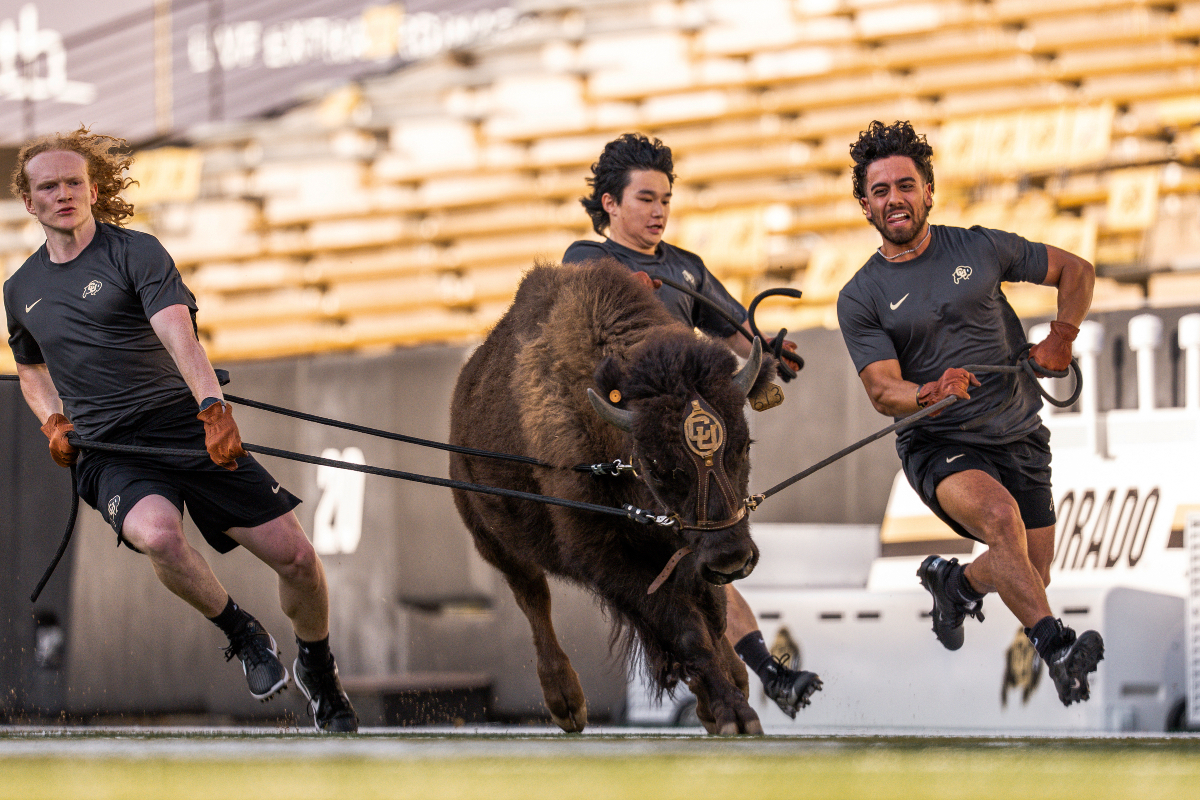 In this image provided by the University of Colorado Athletics, handlers practice with Colorado's new mascot Ralphie VII, a 1-year-old yet-to-be-named bison, Monday, Sept. 15, 2025, at Folsom Field in Boulder, Colo. 