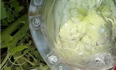 Have You Seen This? Making spooky witch heads from a regular pumpkin