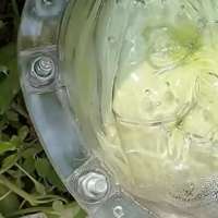 Have You Seen This? Making spooky witch heads from a regular pumpkin