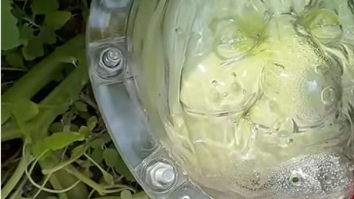 A pumpkin grows into the shape of a witch's head at Cache Valley Giant Pumpkin in northern Utah on June 20.