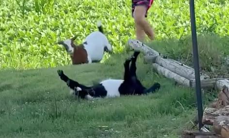Have You Seen This? Fainting goat puts on convincing show
