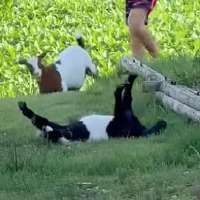 Have You Seen This? Fainting goat puts on convincing show
