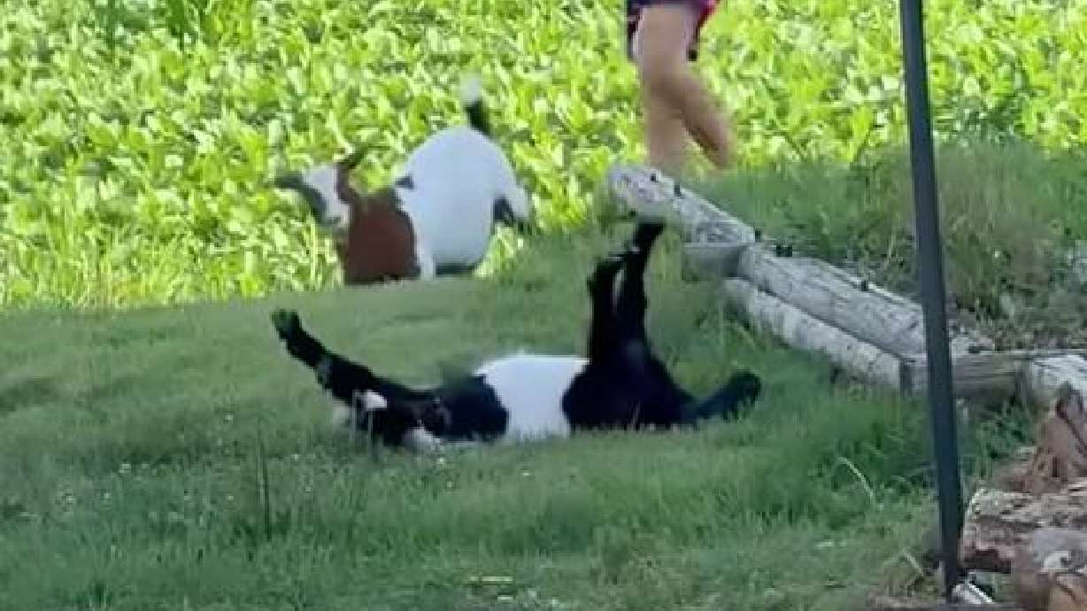 A goat locks up after some acrobatics in this July 14 video. Watch the video to see if it is OK.