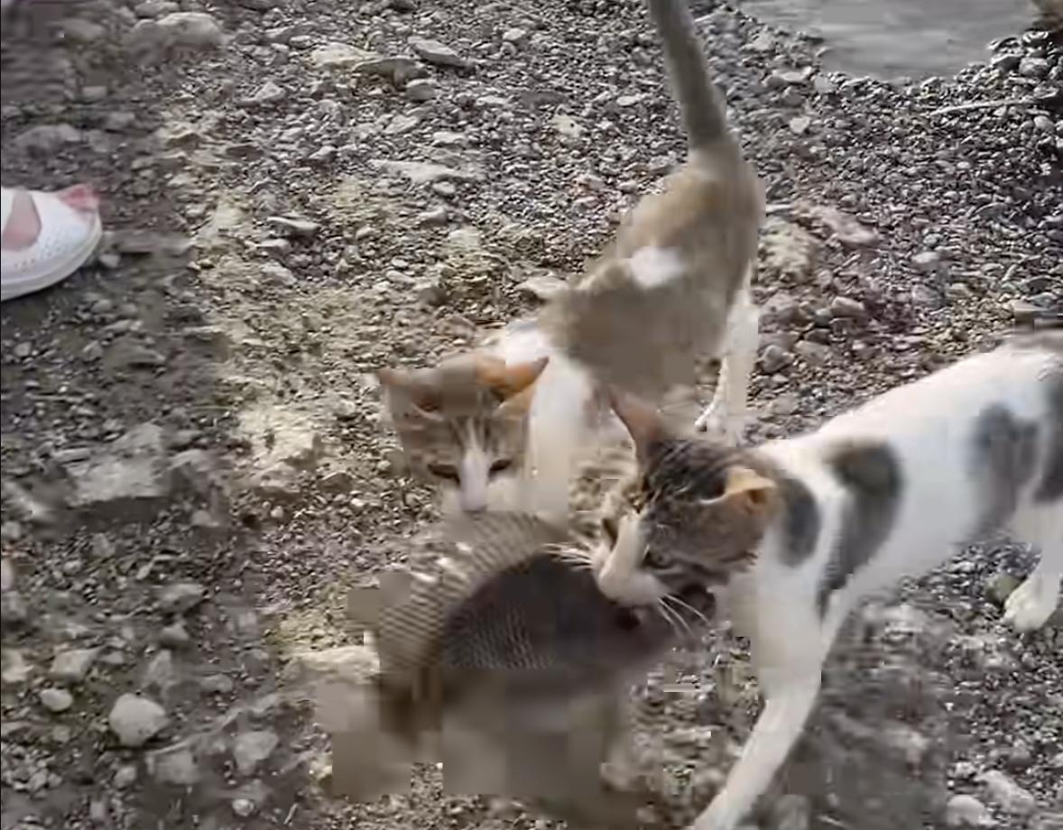 Have You Seen This? Hungry cat catches its own dinner