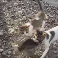 Have You Seen This? Hungry cat catches its own dinner