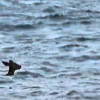 Have You Seen This? Deer swims past Ellis Island