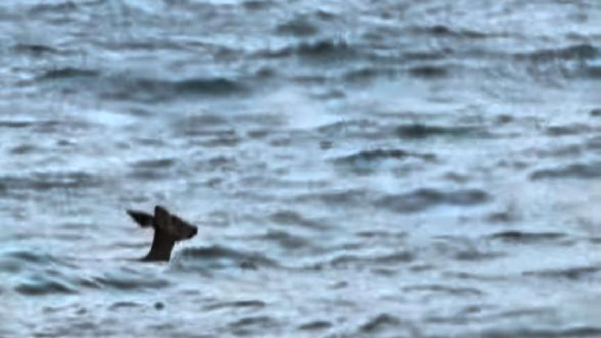 Four friends looking for a lost radio in the Upper Bay by New York City found a deer swimming instead: "Where is it heading?"
