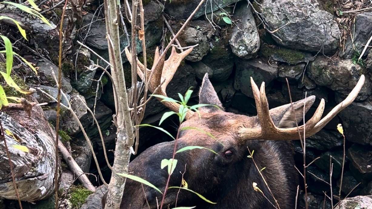 A moose is trapped in an abandoned well in Pembroke, Maine, on Wednesday. The moose was pulled out from the well after a five-hour rescue attempt with no injuries, though its ego was bruised.