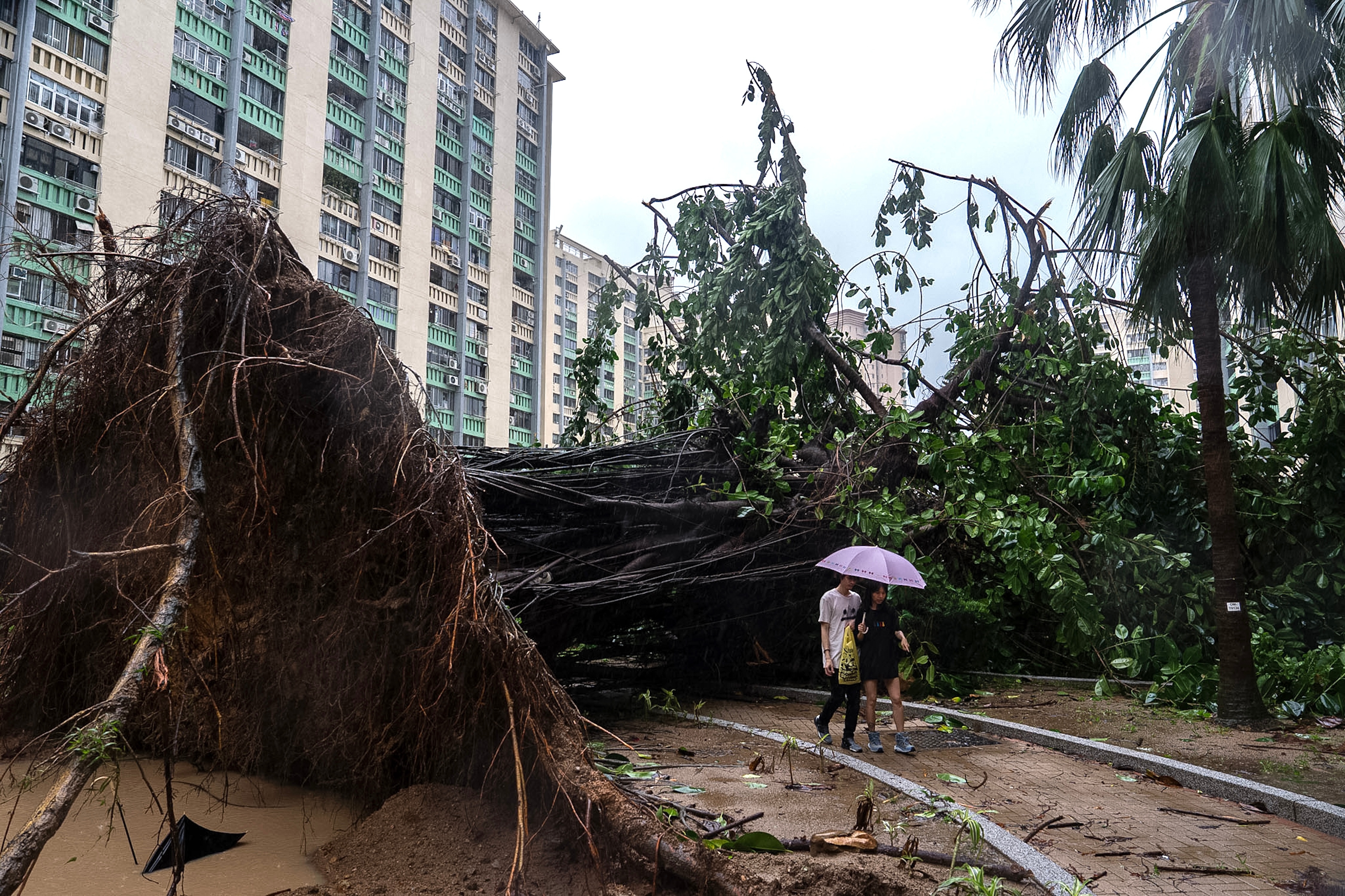 A fallen tree sits inside the park in Ho Man Tin, Hong Kong, Wednesday. Ninety people were injured as Super Typhoon Ragasa roared over the area.