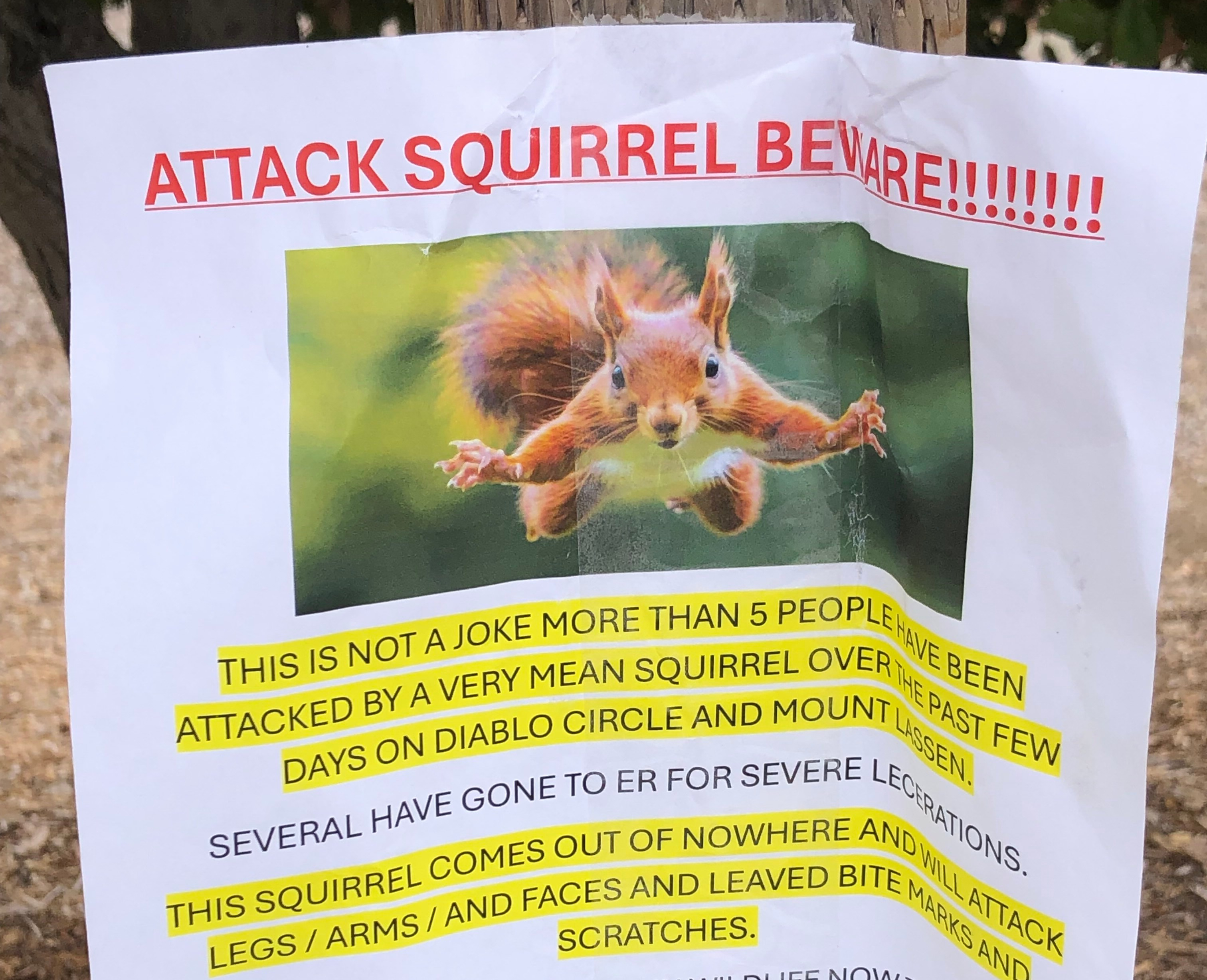 'Very mean squirrel' seeking food sends 2 people to ER in California