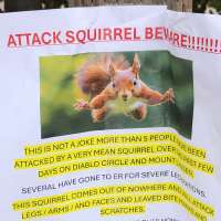 'Very mean squirrel' seeking food sends 2 people to ER in California