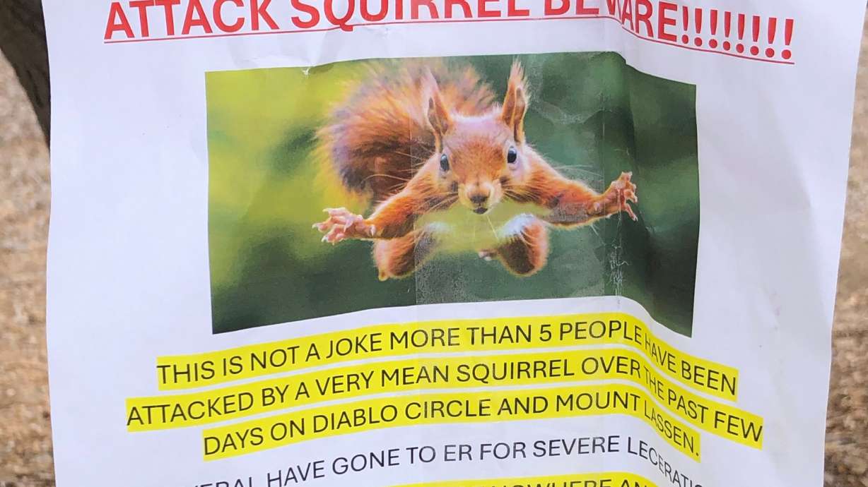 A flyer warning of an aggressive squirrel is taped up in San Rafael, Calif., Wednesday.