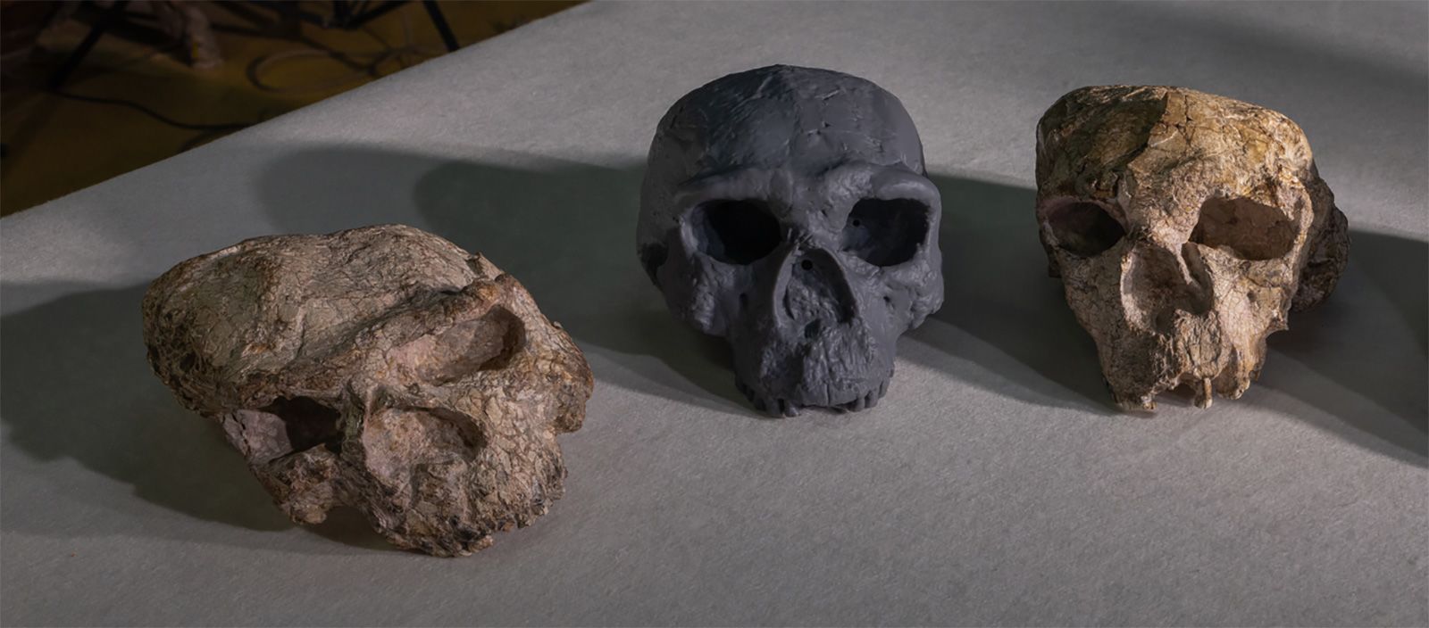 A new reconstruction (center) of the crushed Yunxian 2 skull (right) found in China is seen with another squashed skull (left) uncovered at the same site.