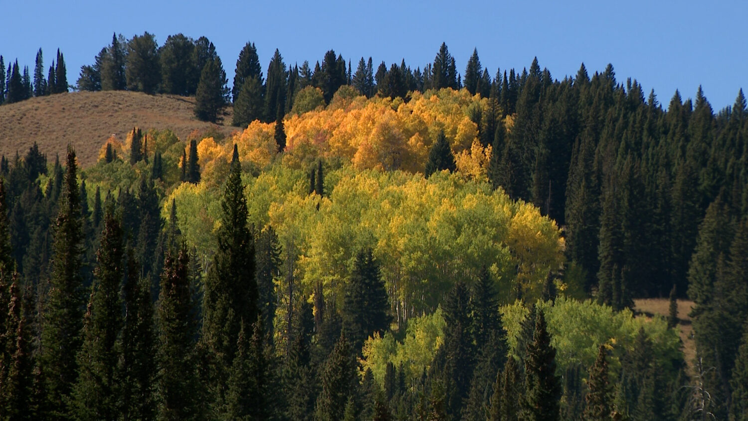 Cache Valley Visitors Bureau hopes to draw people with fall colors, festivals