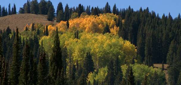 Cache Valley Visitors Bureau hopes to draw people with fall colors, festivals