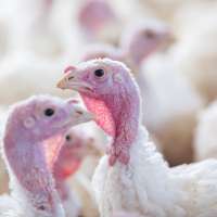 Nearly 35,000 turkeys killed off at central Utah facility as bird flu returns