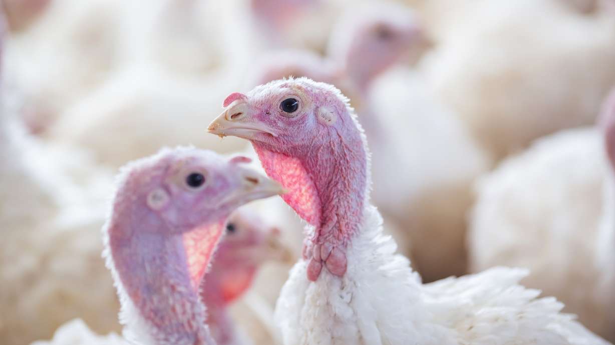 Nearly 35,000 turkeys killed off at central Utah facility as bird flu returns Nearly 35,000 turkeys killed off at central Utah facility as bird flu returns