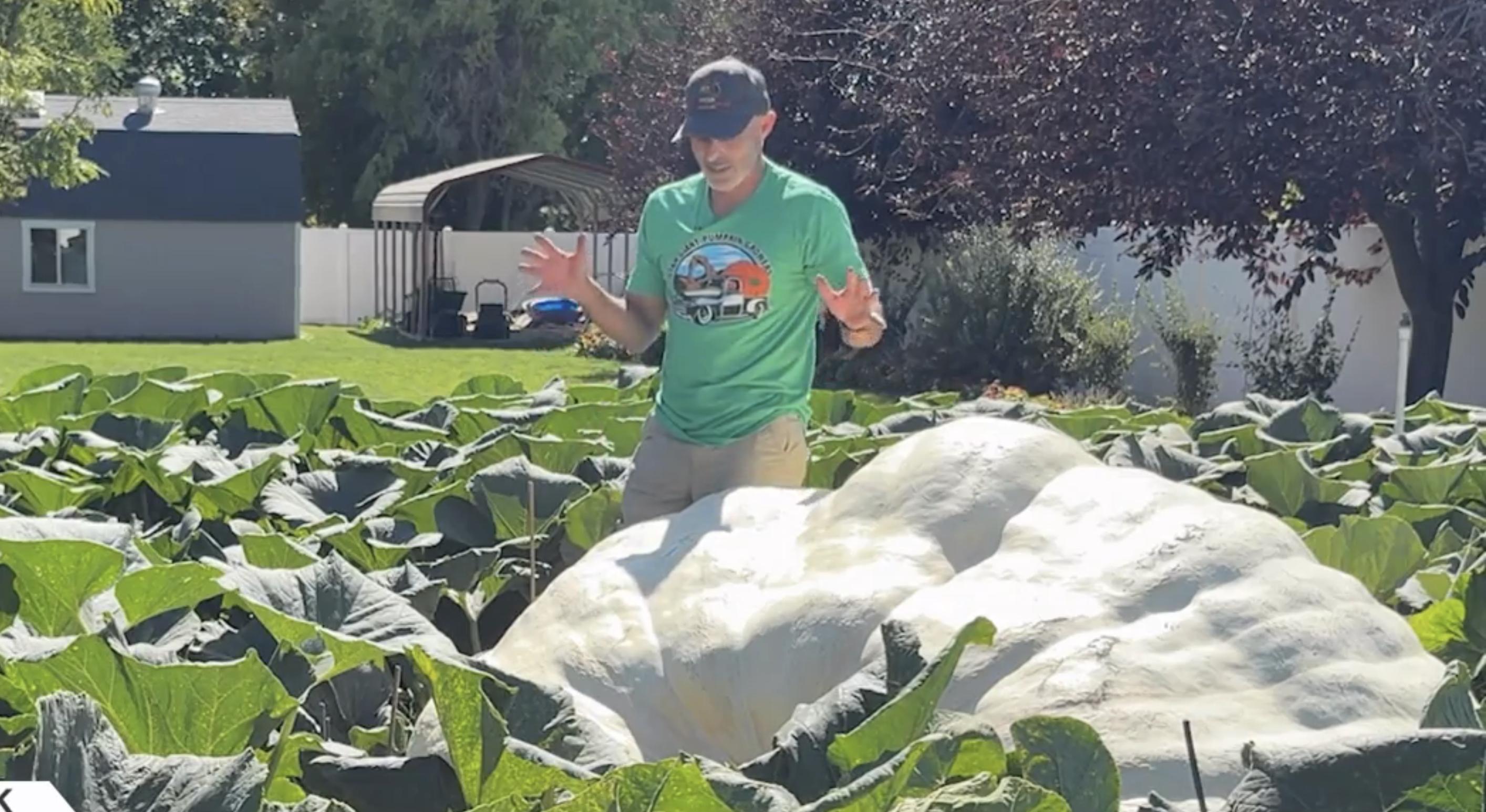 Growers prepare for giant pumpkin weigh-off at Logan festival