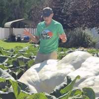 Growers prepare for giant pumpkin weigh-off at Logan festival