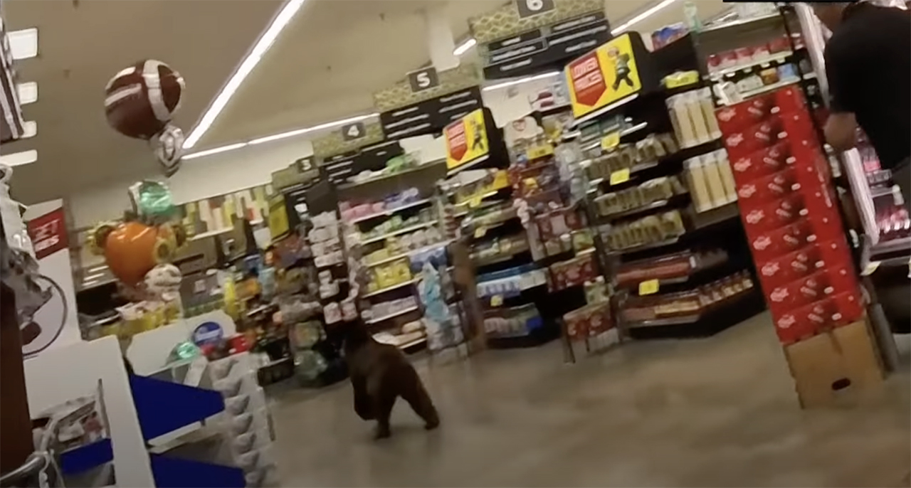 Bear walks into Arizona grocery store, runs around for a few minutes