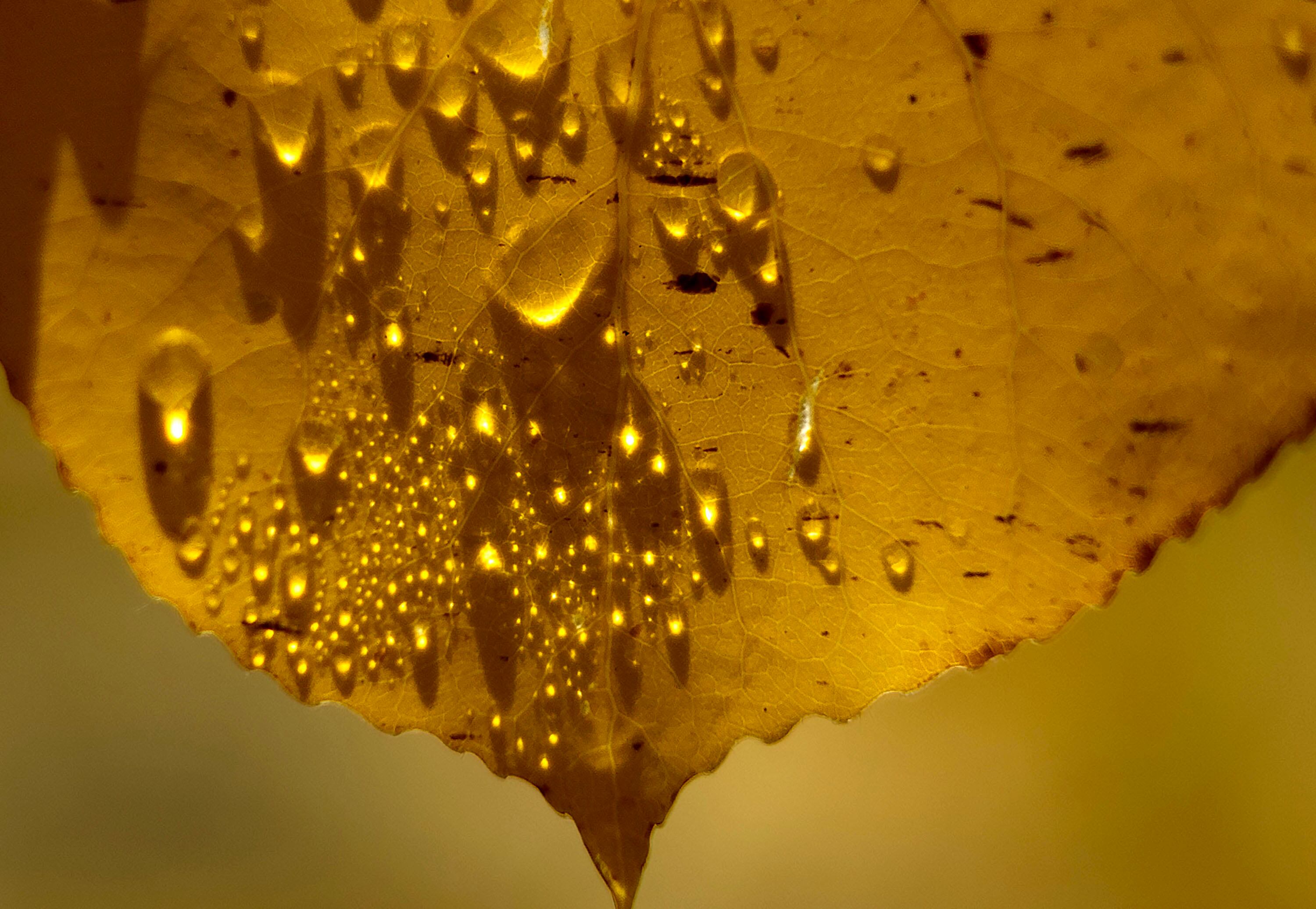 Dewdrops form on an aspen tree leaf in Big Cottonwood Canyon on Oct. 1. Ben Abbott, a professor at Brigham Young University, said raising the Great Salt Lake will be Utah's legacy at the 2034 Winter Olympics.