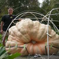 How to grow a giant pumpkin, with help from science