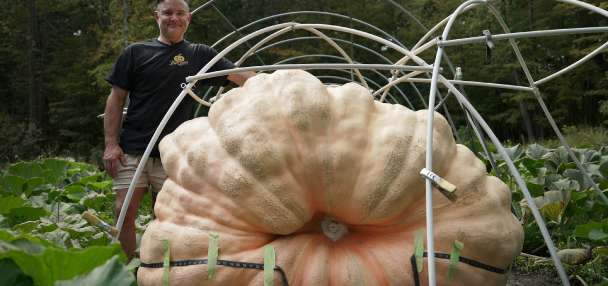 How to grow a giant pumpkin, with help from science