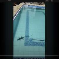 Have You Seen This? Pool cleaner vs. iguana