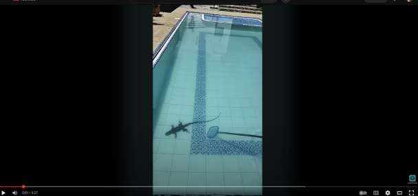 Have You Seen This? Pool cleaner vs. iguana