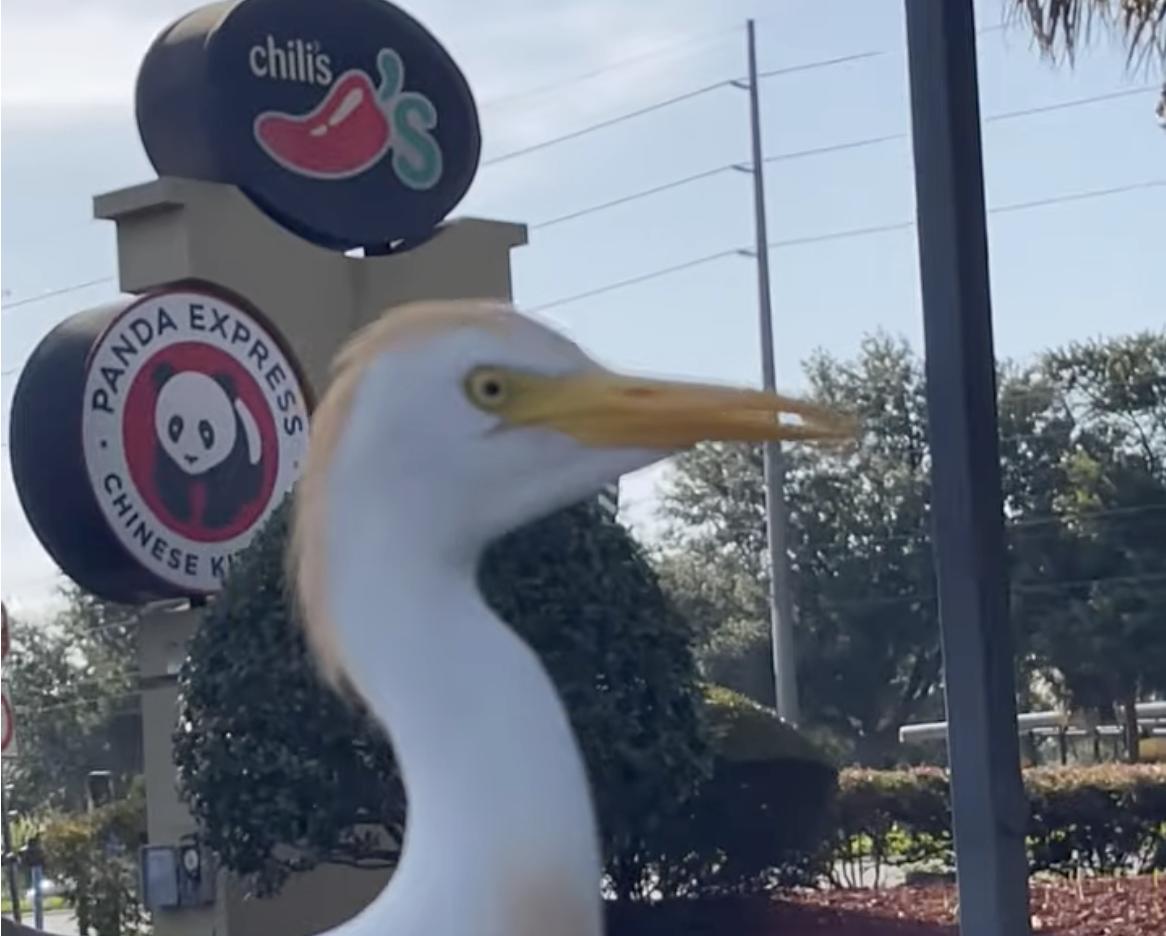 Have You Seen This? Bird won't stop blocking drivers' views