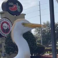 Have You Seen This? Bird won't stop blocking drivers' views