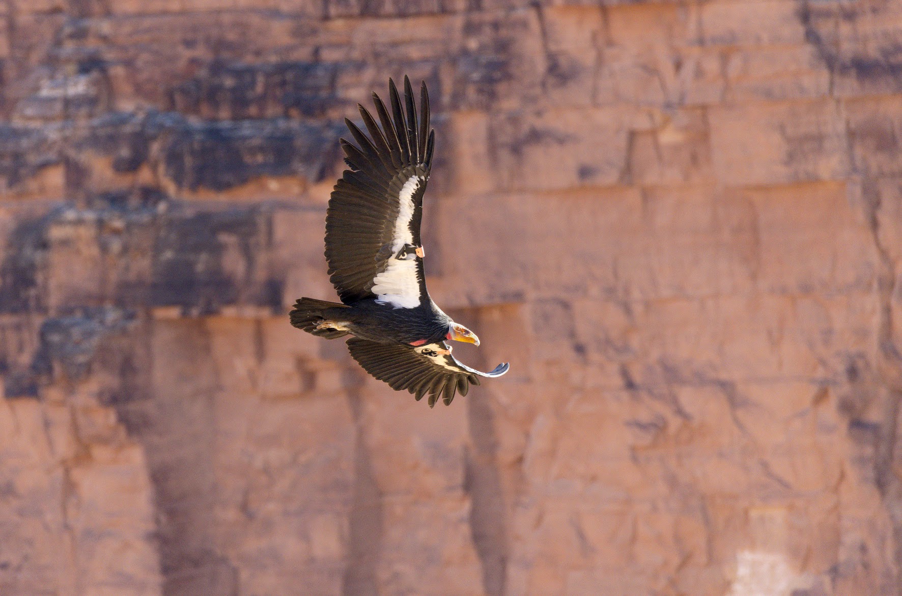 How some Utah hunters can get $800 gift card — and save a rare species 